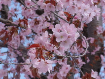 今年のお花見