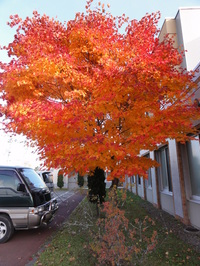 紅葉の秋