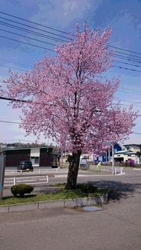 シンボルツリー開花しました