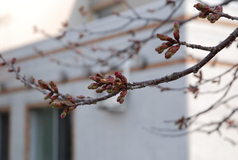 桜の開花予想