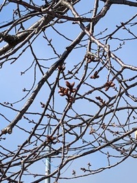 
                  桜の開花予想
                  