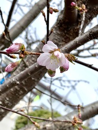 シンボルツリー　報告